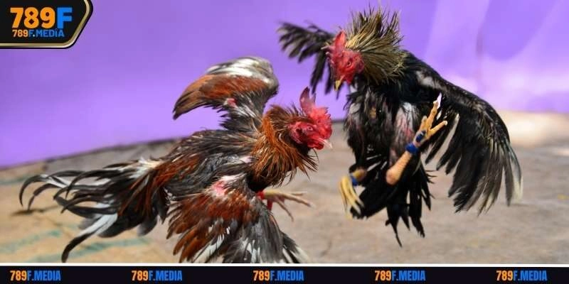 Thông tin về 2 sảnh Đá gà 789f nên trải nghiệm
